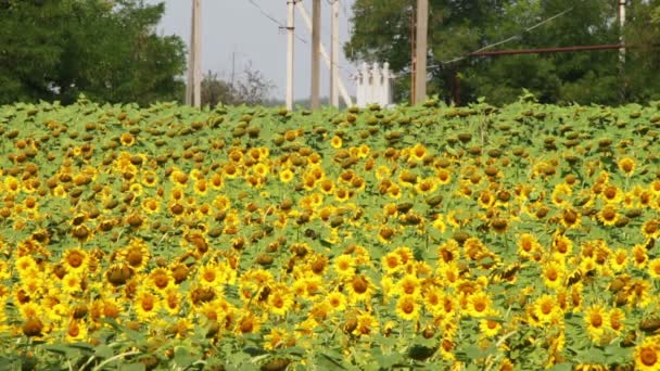 Girasoles en el campo — Vídeos de Stock