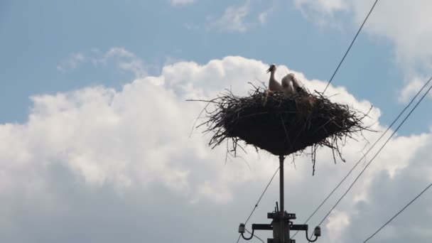 Cigüeñas están sentadas en un nido sobre un pilar — Vídeo de stock