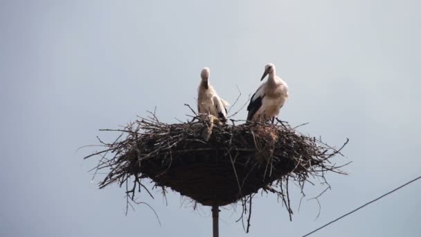 Cegonhas estão sentadas em um ninho em um pilar — Vídeo de Stock