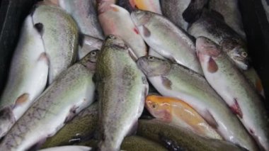 Buz Counter piyasada taze balık
