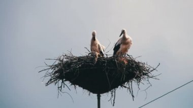 Leylek yuvası bir ayağı üzerinde oturuyor