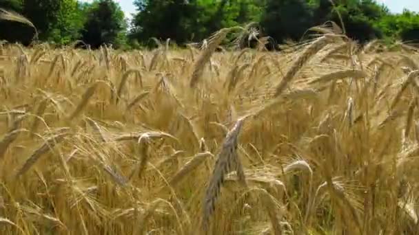 Campo de Trigo e Spikelets. Tempo de Caducidade — Vídeo de Stock