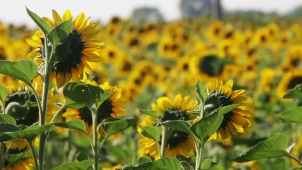 Girasoli nel campo — Video Stock