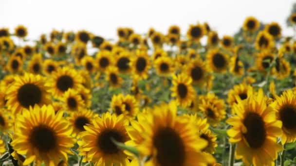 Girasoles en el campo — Vídeos de Stock