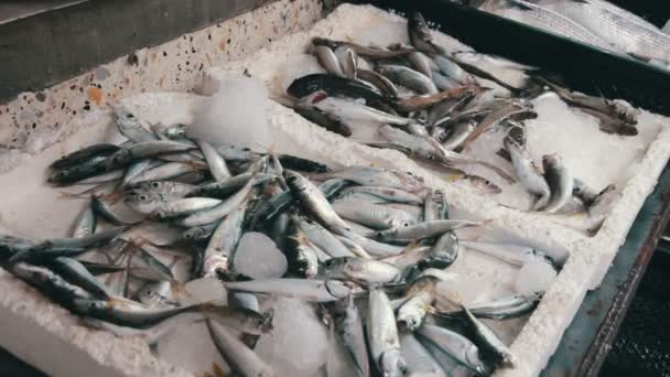 Jég a számláló piacon friss hal — Stock videók