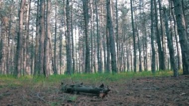 Çam ormanı ve ağaçlar yaz döndürme