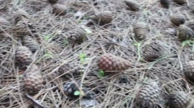 Bir çam ormanı içinde koniler