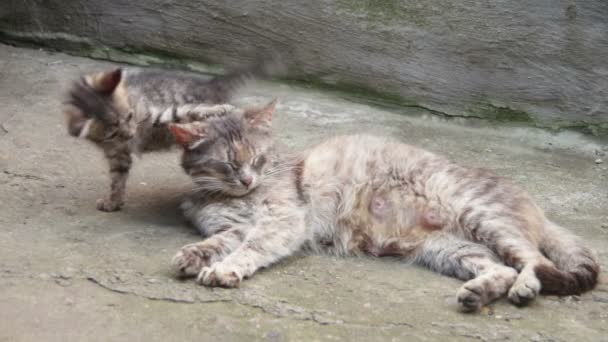 Homeless Kittens are Played with a Cat — Stock Video