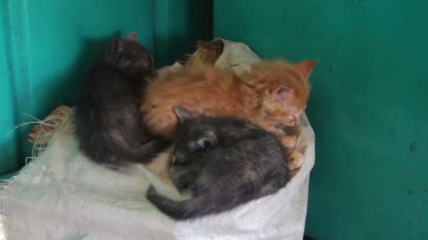 Бездомні кошенята сплять на сумці — стокове відео
