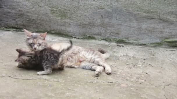 Gatinhos desabrigados são jogados com um gato — Vídeo de Stock