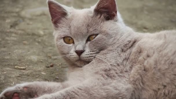 Cute puszysty biały kot leżący na podwórku — Wideo stockowe