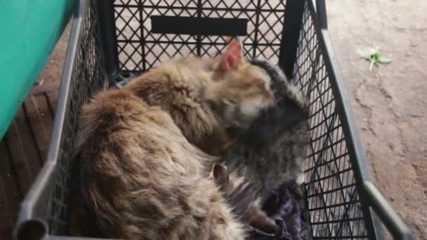 Dakloze kat met Kittens in de natuur — Stockvideo