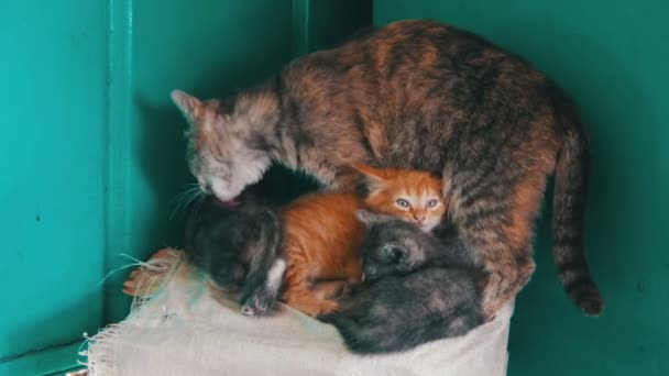 Gato con gatitos en la naturaleza — Vídeos de Stock