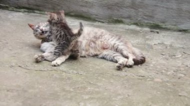 Evsiz yavru bir kedi ile oynanır