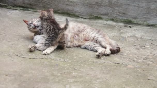 Dakloze Kittens worden gespeeld met een kat — Stockvideo