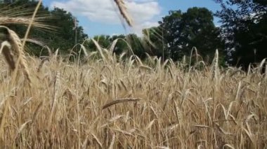 Buğday alan ve Spikelets