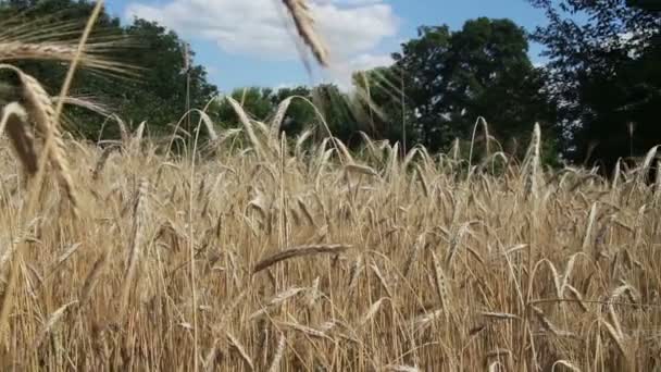 Weizenfeld und Stacheln — Stockvideo