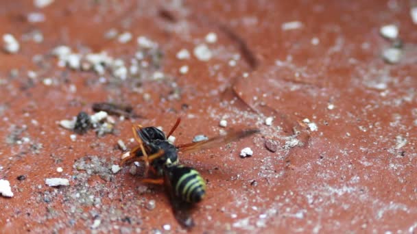 Umírající Wasp na podlaze — Stock video