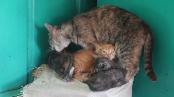Gato sin hogar con gatitos en la naturaleza — Vídeos de Stock