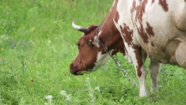 Pastoreio de vaca no campo — Vídeo de Stock