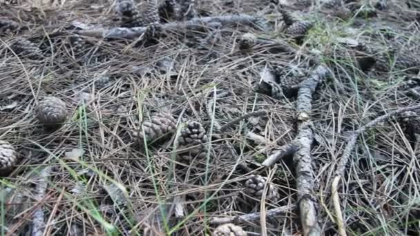 Conos en un bosque de pinos — Vídeo de stock