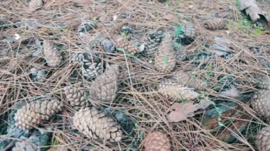 Bir çam ormanı içinde koniler