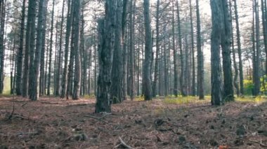 Çam ormanı ve ağaçlar yaz döndürme