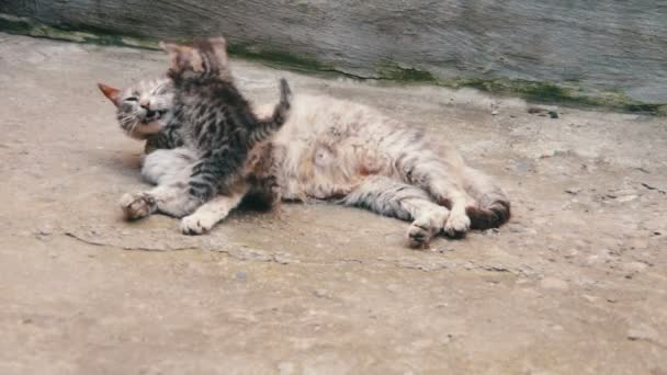 Άστεγο γατάκι παίζονται με μια γάτα — Αρχείο Βίντεο