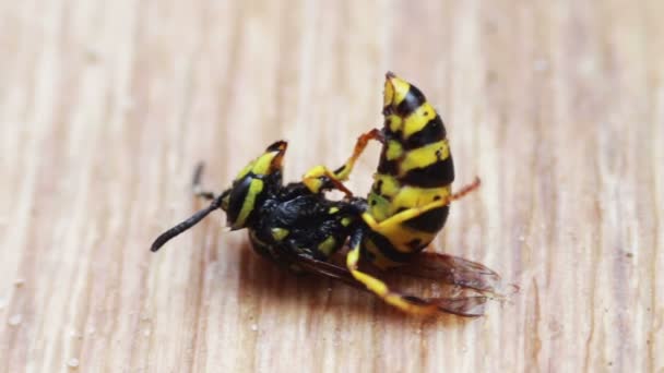 Yerde ölmek üzere olan yaban arısı — Stok video