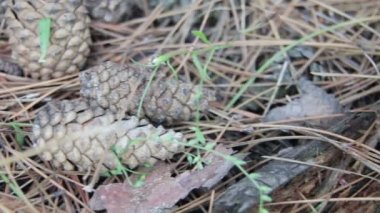 Bir çam ormanı içinde koniler