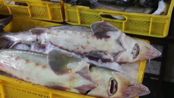 Färsk fisk i isen på Counter marknaden — Stockvideo