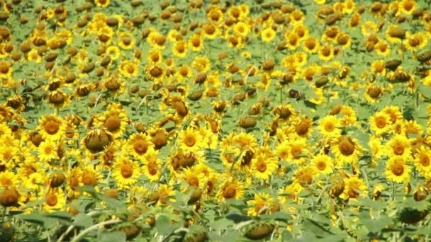 Girasoles en el campo — Vídeo de stock