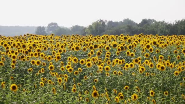 Girasoli nel campo — Video Stock