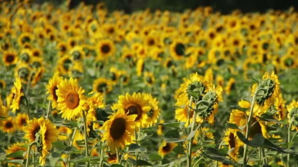 Zonnebloemen in het veld — Stockvideo