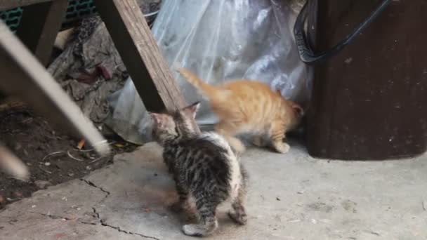 Chats mignons jouant — Video