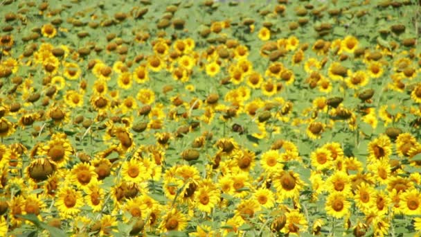 Sonnenblumen auf dem Feld — Stockvideo