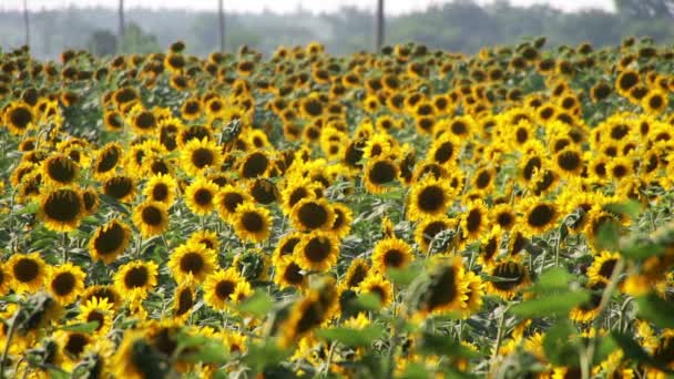 Sonnenblumen auf dem Feld — Stockvideo