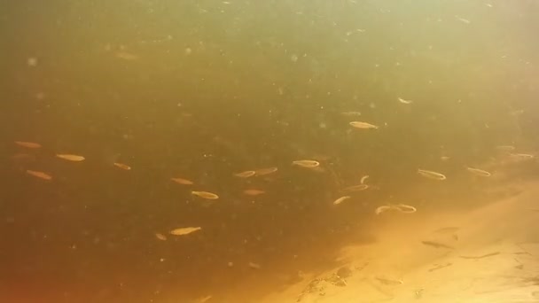 鱼在水下游动 — 图库视频影像