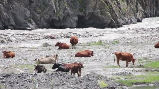 Krowa wypasu na górskich pastwiskach w pobliżu górskiego strumienia — Wideo stockowe