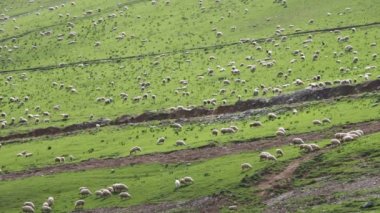 Büyük bir dağ mera üzerinde otlatma koyun sürüsü
