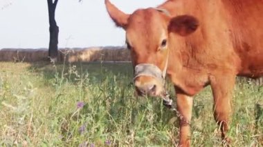 Tarlada otlayan inek.