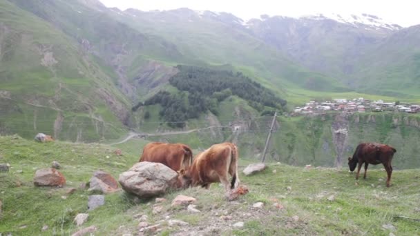 Krowy pasące się na pastwisku górskim — Wideo stockowe