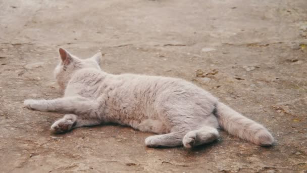 Söt fluffig vit katt liggande på gården — Stockvideo