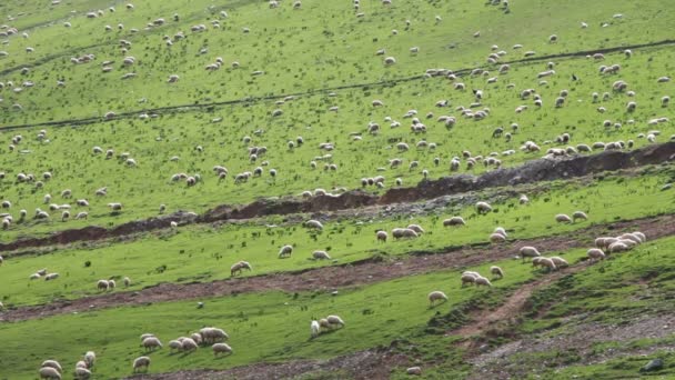 Enorme rebaño de ovejas pastando en un pasto de montaña — Vídeos de Stock