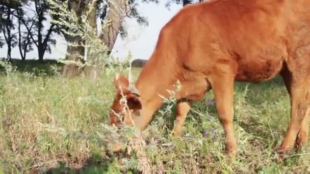 奶牛在田里吃草 — 图库视频影像