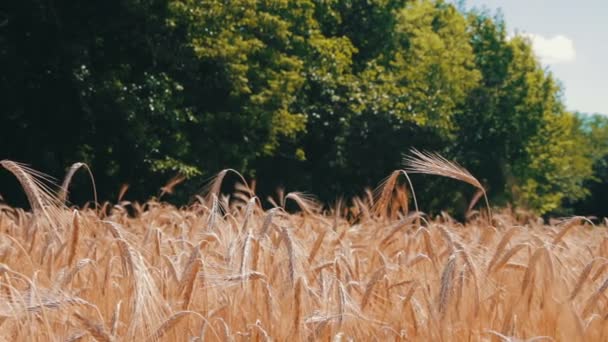 Pole pszenicy i silnie — Wideo stockowe