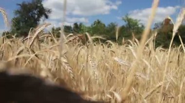 Buğday alan ve Spikelets