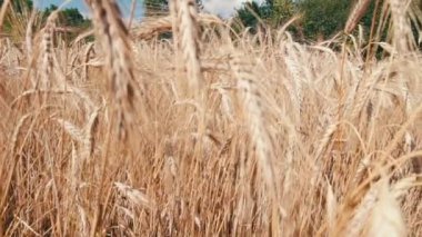 Buğday alan ve Spikelets