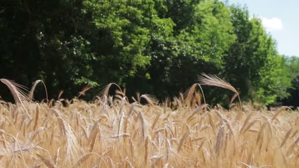 Campo de trigo y espiguillas — Vídeo de stock