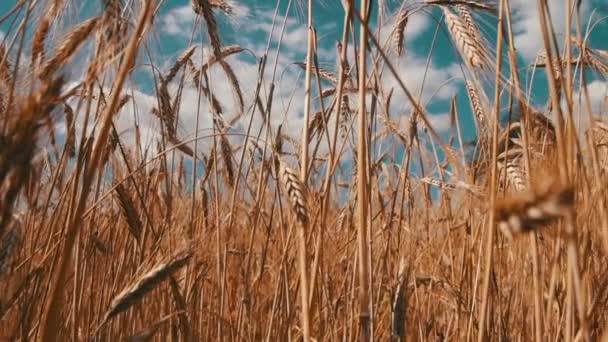 Пшенична сфера та колоски — стокове відео